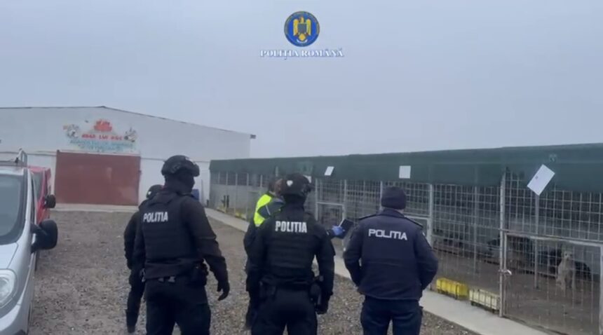 peste 15 000 de caini o parte provenind din judetul iasi au fost ucisi in lagar cei responsabili sunt inca in libertate 69940d9e5fa9c