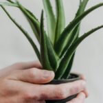 planta pe care trebuie sa o aiba toata lumea in locuinta este considerata sacra fiind una dintre cele mai puternice plante care lupta impotriva energiilor negative 69844de2f035d