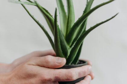 planta pe care trebuie sa o aiba toata lumea in locuinta este considerata sacra fiind una dintre cele mai puternice plante care lupta impotriva energiilor negative 69844de2f035d