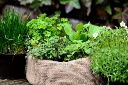 plante considerate sfinte in traditia populara de ce au fost numite asa inca din cele mai vechi timpuri 6992d41505545