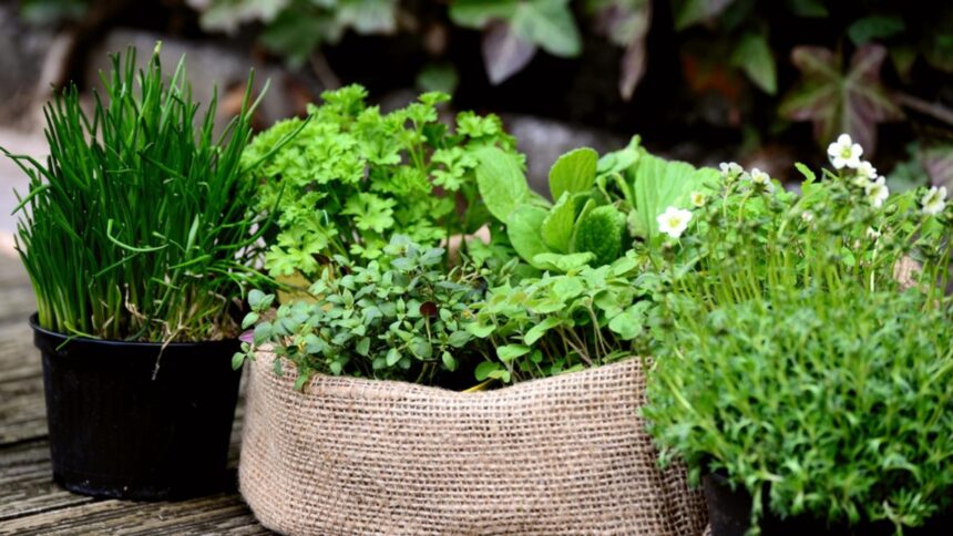 plante considerate sfinte in traditia populara de ce au fost numite asa inca din cele mai vechi timpuri 6992d41505545