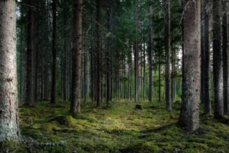 presa maghiara acuzatii dure romania a nationalizat paduri din tinutul secuiesc 699da65d47045