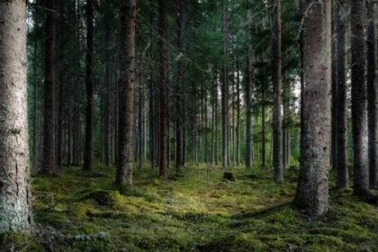 presa maghiara acuzatii dure romania a nationalizat paduri din tinutul secuiesc 699da65d47045