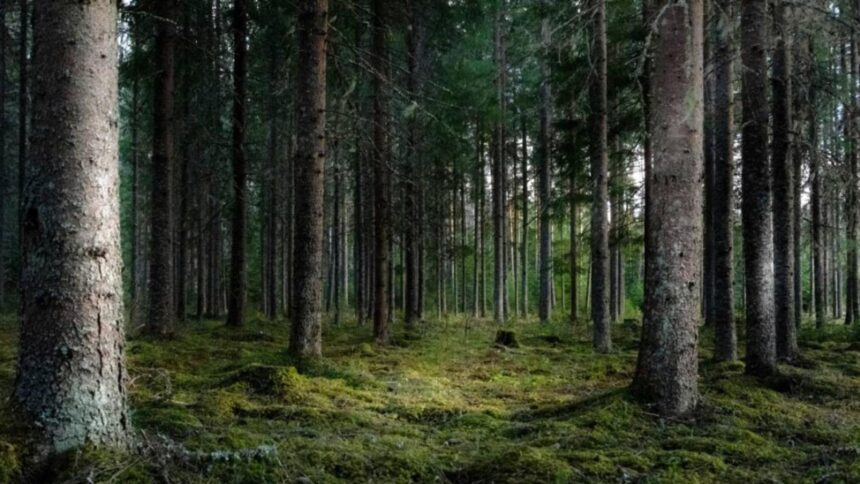 presa maghiara acuzatii dure romania a nationalizat paduri din tinutul secuiesc 699da65d47045