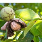 proces de pomina la iasi s au judecat ani de zile din cauza unor nuci culese de pe jos cine poate culege fructele copacului aflat langa gardul dintre vecini 6980931dd37db