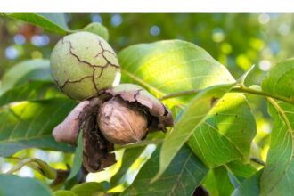 proces de pomina la iasi s au judecat ani de zile din cauza unor nuci culese de pe jos cine poate culege fructele copacului aflat langa gardul dintre vecini 6980931dd37db