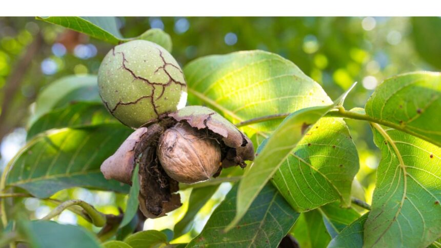 proces de pomina la iasi s au judecat ani de zile din cauza unor nuci culese de pe jos cine poate culege fructele copacului aflat langa gardul dintre vecini 6980931dd37db