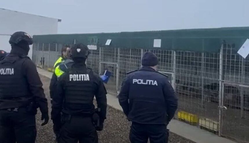 scene de groaza intr un adapost din vrancea activitatea a fost suspendata dupa ce au aparut imagini cu caini maltratati video 698ed4d8ed2a5