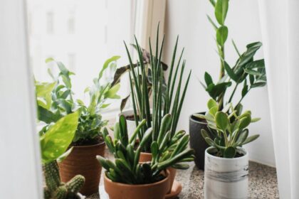 semnificatii surprinzatoare si legatura dintre plante si personalitate ce spun psihologii 6985ca8f09b1f