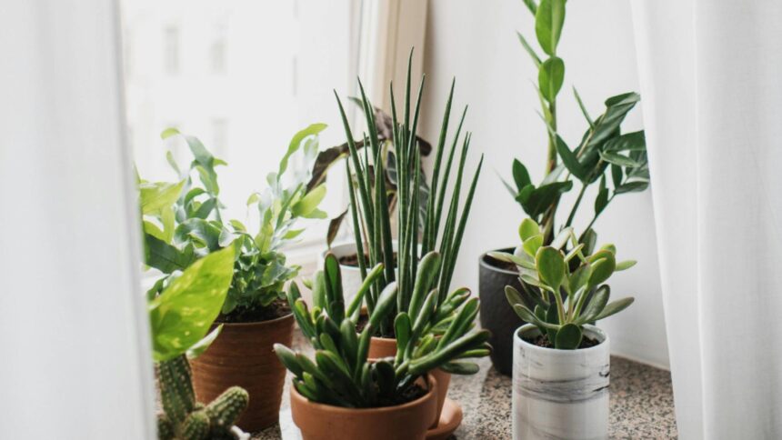 semnificatii surprinzatoare si legatura dintre plante si personalitate ce spun psihologii 6985ca8f09b1f