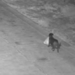 si a dresat cainele sa arunce gunoiul pe camp ca sa nu mai plateasca salubrizarea autoritatile nu s au lasat convinse video 699f478c2a4a3