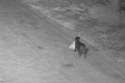 si a dresat cainele sa arunce gunoiul pe camp ca sa nu mai plateasca salubrizarea autoritatile nu s au lasat convinse video 699f478c2a4a3