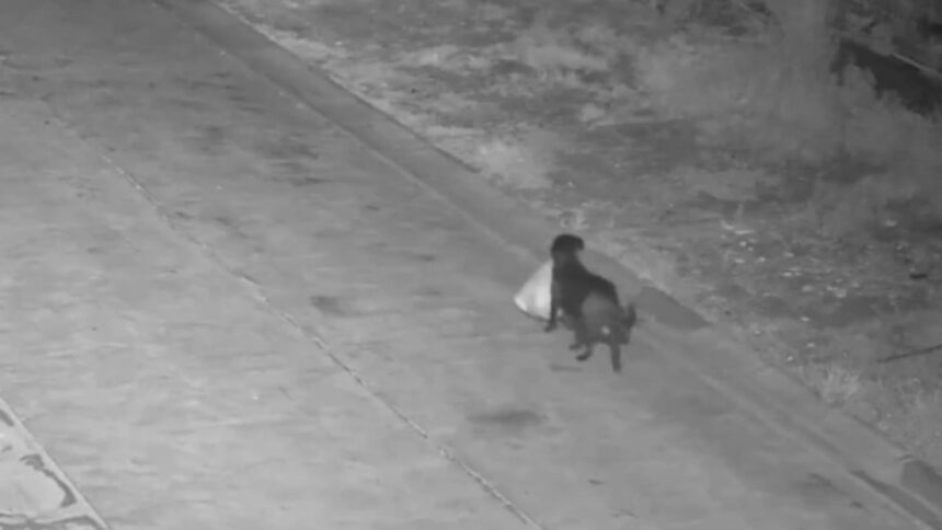 si a dresat cainele sa arunce gunoiul pe camp ca sa nu mai plateasca salubrizarea autoritatile nu s au lasat convinse video 699f478c2a4a3