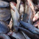 teleorman o tona de peste in portbagaj l a trimis direct in arest 697e7368c1e65