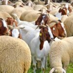 televiziunea poporului alaturi de fermierii carora statul le a confiscat sute de oi oamenii sunt disperati n au facut nicio analiza 69870118da564