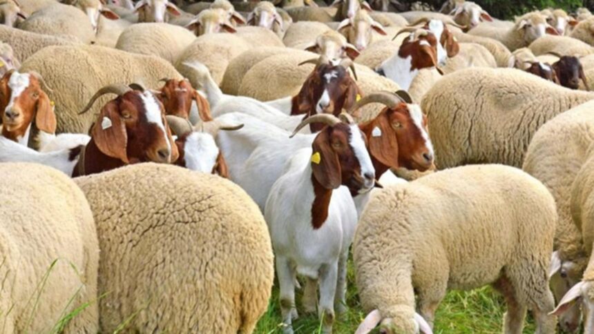 televiziunea poporului alaturi de fermierii carora statul le a confiscat sute de oi oamenii sunt disperati n au facut nicio analiza 69870118da564