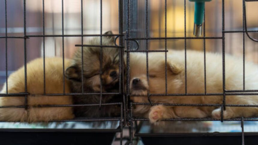 trei persoane sub control judiciar in cazul adapostului de caini din vrancea 699352b9ba60e