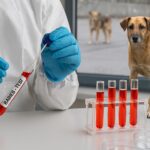 un caine fara stapan dintr un mare cartier al iasului a pus autoritatile pe jar primul caz de rabie din oras declanseaza alerta sanitara 698c4d1c92013