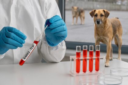 un caine fara stapan dintr un mare cartier al iasului a pus autoritatile pe jar primul caz de rabie din oras declanseaza alerta sanitara 698c4d1c92013