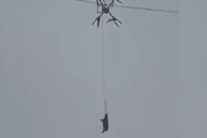 un fermier a lasat un sat fara curent 10 ore dupa ce a incercat sa transporte porci cu o drona video 698852f789949