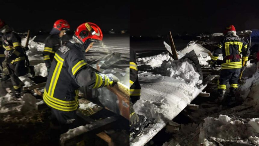 un saivan s a prabusit peste 400 de animale in judetul prahova zeci de oi si capre au murit 699ad2117ef97