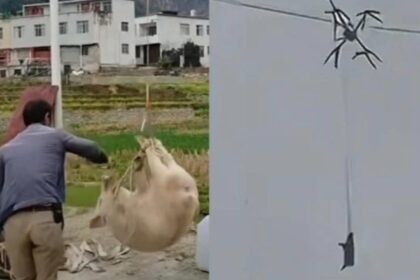 un sat intreg a fost lasat in bezna de un porc zburator video 698e3f0ac0f4b