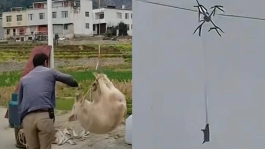 un sat intreg a fost lasat in bezna de un porc zburator video 698e3f0ac0f4b