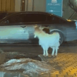 video aparitie neobisnuita in copou o caprita speriata alearga printre cladiri 698e2777e8419