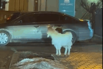 video aparitie neobisnuita in copou o caprita speriata alearga printre cladiri 698e2777e8419