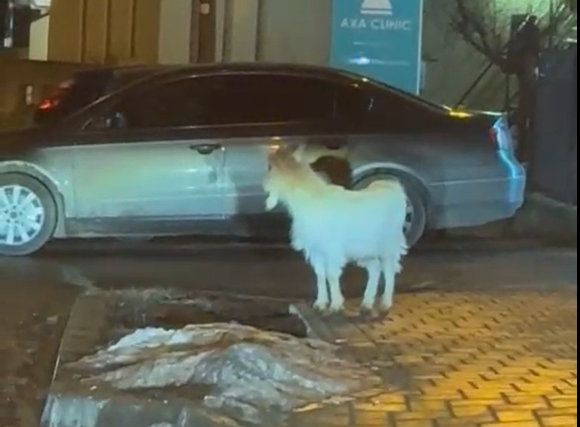 video aparitie neobisnuita in copou o caprita speriata alearga printre cladiri 698e2777e8419