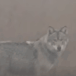 video imagini rarisime lup filmat in judetul iasi o premiera a ultimilor zeci de ani 6990a75e7385c