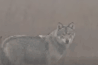 video imagini rarisime lup filmat in judetul iasi o premiera a ultimilor zeci de ani 6990a75e7385c