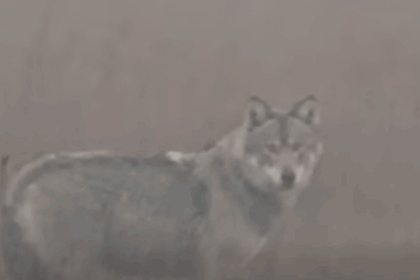 video imagini rarisime lup filmat in judetul iasi o premiera a ultimilor zeci de ani 6990a75e7385c