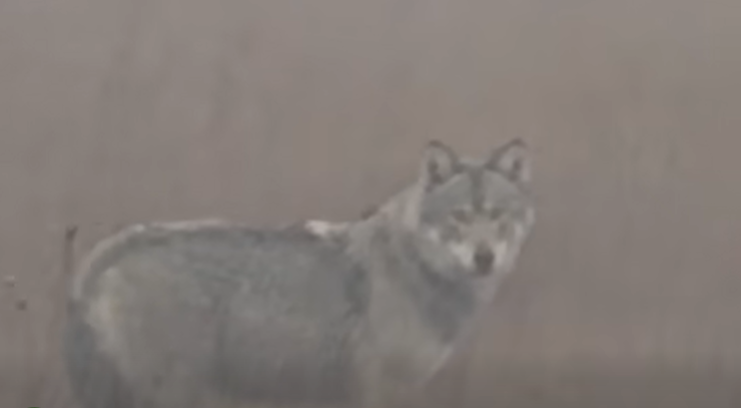 video imagini rarisime lup filmat in judetul iasi o premiera a ultimilor zeci de ani 6990a75e7385c
