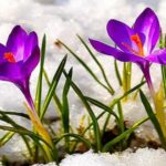 zile insorite si temperaturi in crestere mai ales in sud si estul romaniei cum va fi vremea pana la mijlocul saptamanii 69a00439a225a