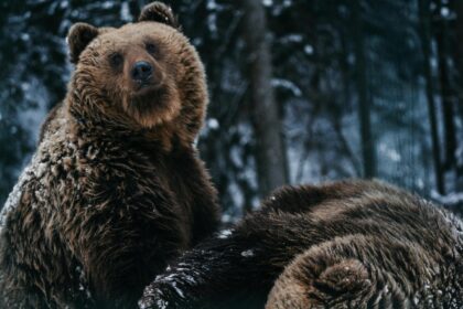 ziua ursului in traditia populara pe 2 februarie ziua cand ursul iese din barlog pentru a prevesti vremea ce spune superstitia legat de aceasta zi 69804d7cce1d9