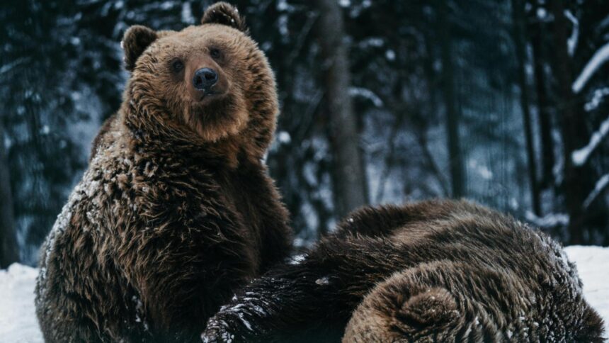 ziua ursului in traditia populara pe 2 februarie ziua cand ursul iese din barlog pentru a prevesti vremea ce spune superstitia legat de aceasta zi 69804d7cce1d9