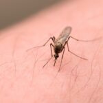 alerta in iasi trei copii suspecti de malarie dupa o calatorie in africa 69c1563adb72d