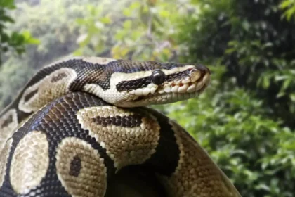 cercetatorii au identificat in sangele pitonilor o molecula care ar putea combate obezitatea 69bc05b2efd40