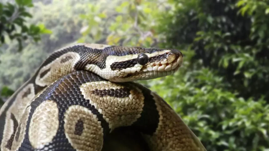 cercetatorii au identificat in sangele pitonilor o molecula care ar putea combate obezitatea 69bc05b2efd40