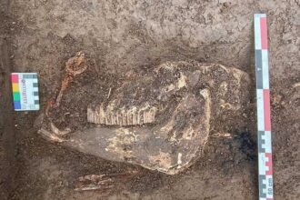 descoperire pe santierul autostrazii a8 un cal de razboinic inmormantat cu onoruri releva prezenta unei populatii despre care nu stiam nimic 69aaa791c5a8a