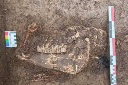 descoperire pe santierul autostrazii a8 un cal de razboinic inmormantat cu onoruri releva prezenta unei populatii despre care nu stiam nimic 69aaa791c5a8a