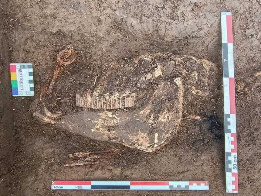 descoperire pe santierul autostrazii a8 un cal de razboinic inmormantat cu onoruri releva prezenta unei populatii despre care nu stiam nimic 69aaa791c5a8a