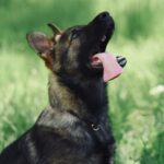 ieseanul hugo se muta temporar pentru specializare la sibiu foto 69a5596a61098