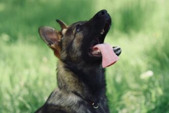 ieseanul hugo se muta temporar pentru specializare la sibiu foto 69a5596a61098