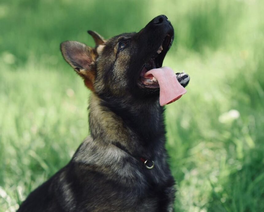 ieseanul hugo se muta temporar pentru specializare la sibiu foto 69a5596a61098