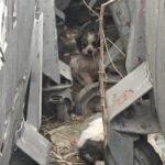 nu sunt cifre sunt vieti cum pierde judetul iasi lupta cu abandonul animalelor 69c62126111f5