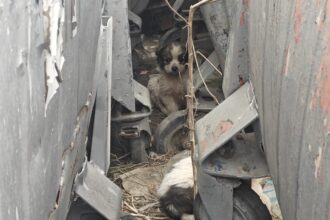 nu sunt cifre sunt vieti cum pierde judetul iasi lupta cu abandonul animalelor 69c62126111f5