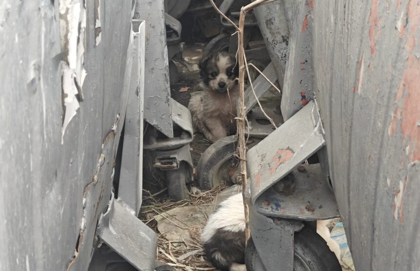 nu sunt cifre sunt vieti cum pierde judetul iasi lupta cu abandonul animalelor 69c62126111f5