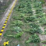 o cultura cu zeci de plante de canabis descoperita in arad trei suspecti au ajuns dupa gratii video 69afdbfeda212